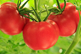 ワンダーファームとまとランド